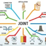 synonyms-for-joint
