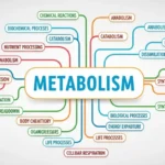 synonyms-for-metabolism
